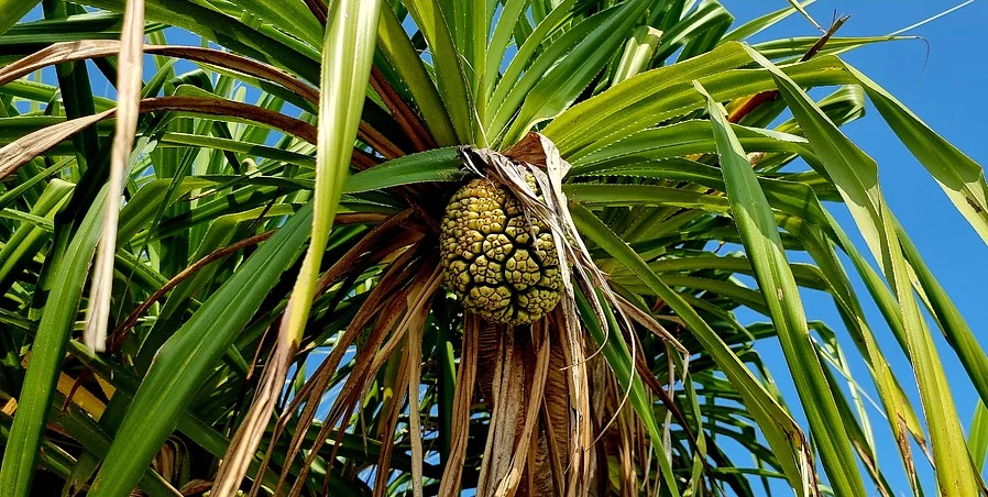 সেন্ট মার্টিনে উজাড় হচ্ছে কেয়াবন, জেনেও চুপ প্রশাসন