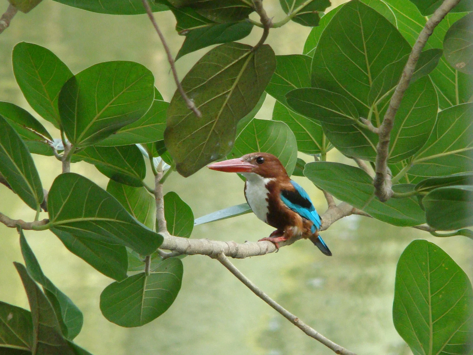 গ্রীষ্মকাল। মাঝেমধ্যে বিরতি দিয়ে বাতাস বয়। বাড়ির দক্ষিণ দিকে ছিল ধানখেত। একটু দূরেই কীর্তনখোলা নদী
